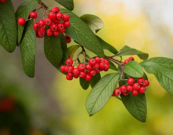 Cotoneaster vermehren?
