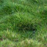 Zoysia vermehren