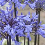 Die besten Schmucklilien für Töpfe