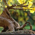 Bonsai pflegen?