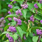 Callicarpa vermehren: Tipps für Stecklinge