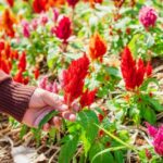 Brandschopf ernten und trocknen?