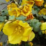 Fremontodendron ranken und Rückschnitt.