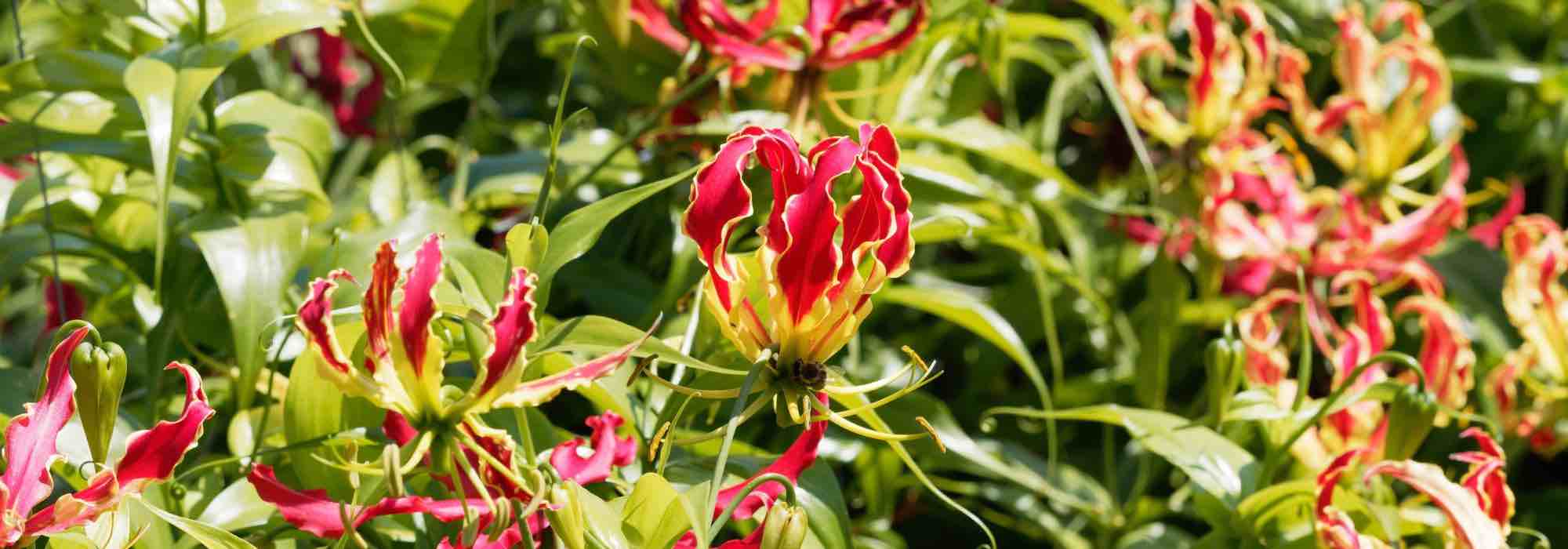 Gloriosa im Topf kultivieren