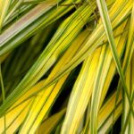 5 Gräser mit panaschiertem Laub