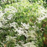 Fallopia, Japanischer Flügelknöterich: Anbau & Pflege