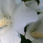 5 Roseneibisch mit weißen Blüten