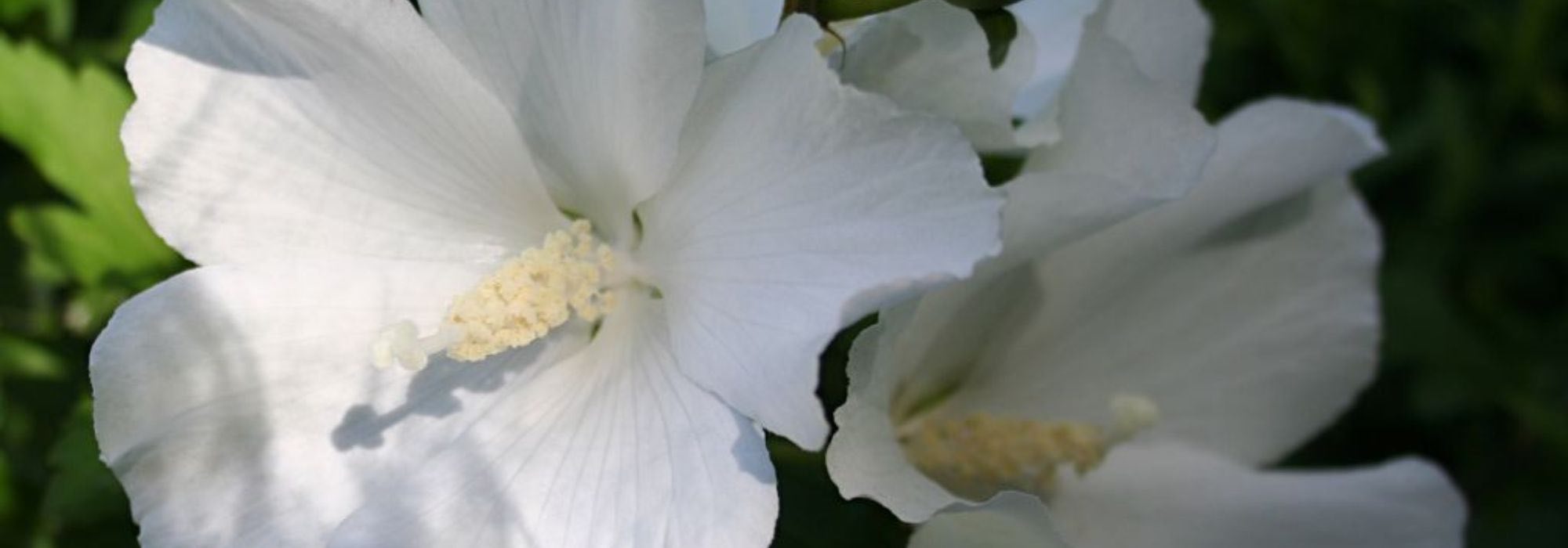 5 Roseneibisch mit weißen Blüten