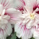 5 Roseneibische mit rosa Blüten