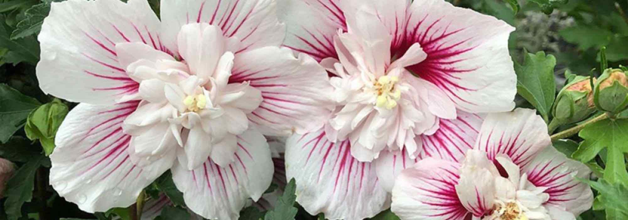 5 Roseneibische mit rosa Blüten