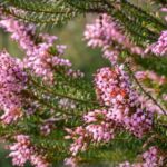 Besenheide: schönste Sorten