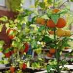 Urbane Permakultur: Anbau auf kleinem Raum