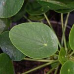 Pilea kultivieren?