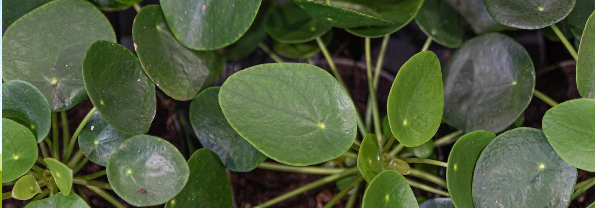 Pilea kultivieren?
