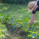 Permakultur-Gemüsegarten: Wo anfangen?
