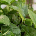 Pothos kultivieren?