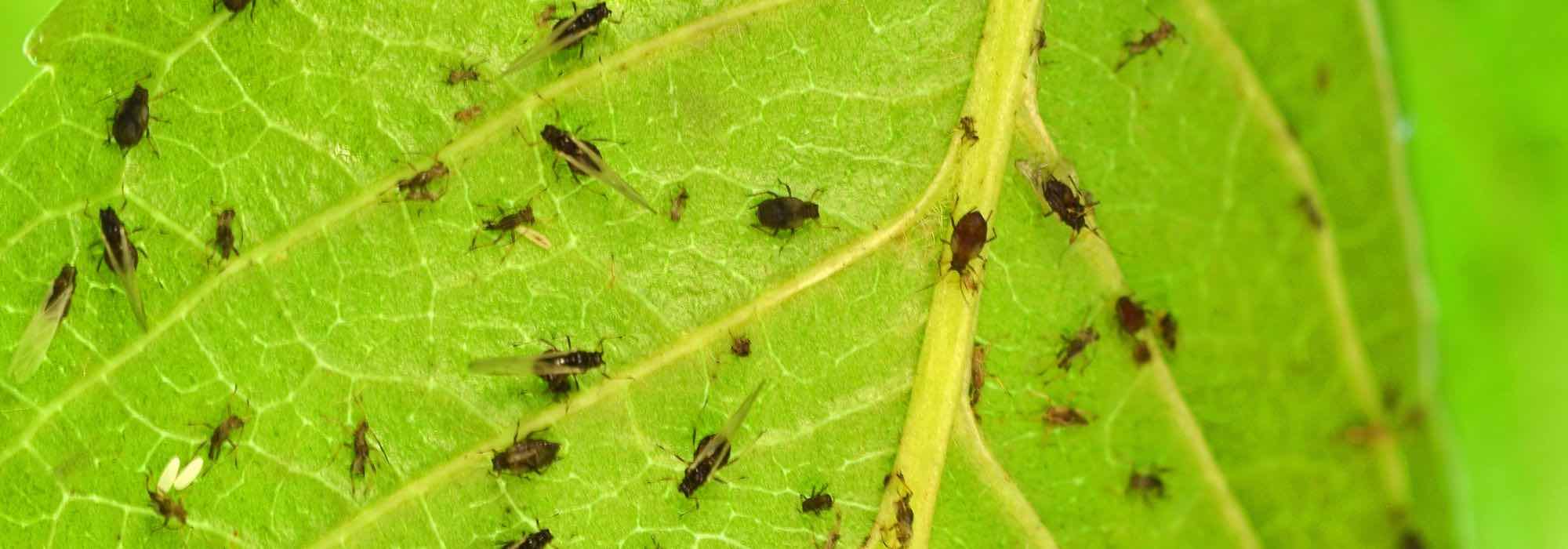 Blattläuse an Zimmerpflanzen loswerden