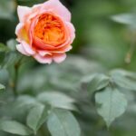 Geheimtipps für blühende Topfrosen!