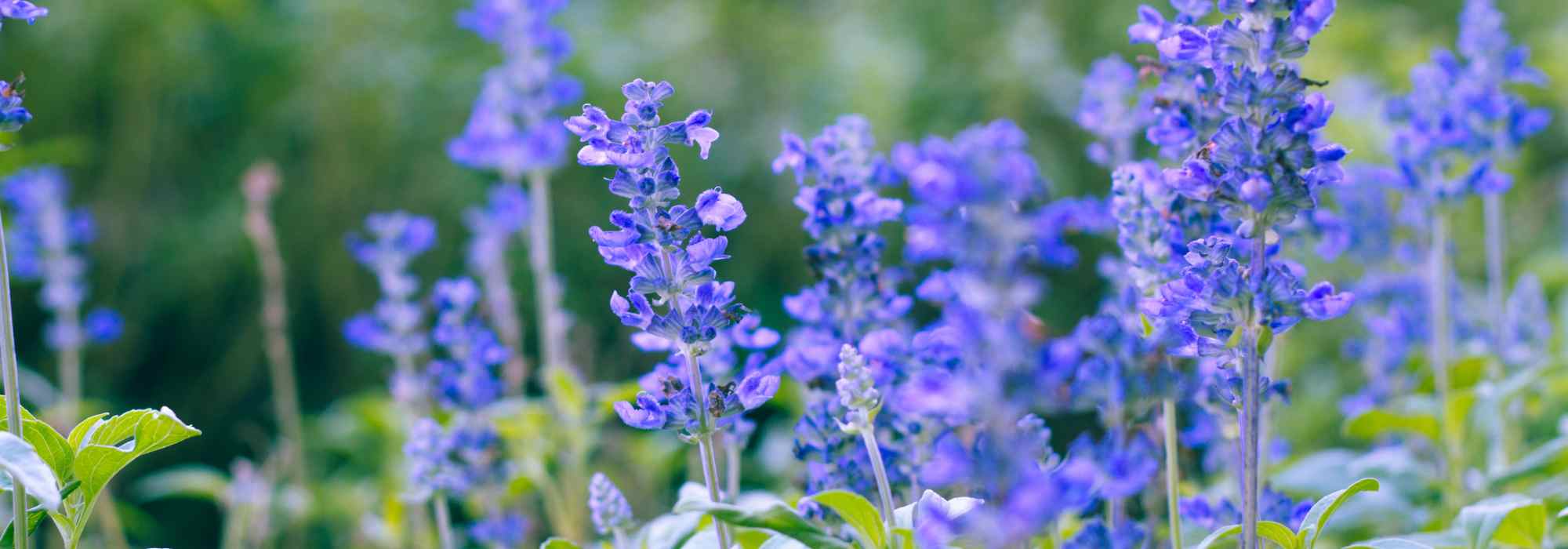 Mehliger Salbei: 5 beste Sorten