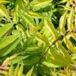 Fiederspiere wuchert: Ausbreitung begrenzen?