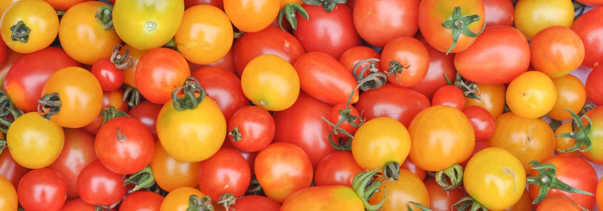 Kirschtomaten oder Cocktailtomaten wählen?