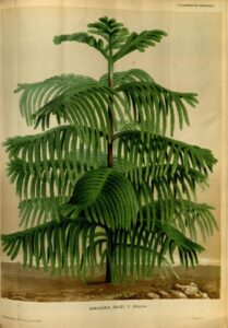 Araukarie, Chilenische Araukarie, ungewöhnlicher Nadelbaum, origineller Nadelbaum, dekorativer Nadelbaum