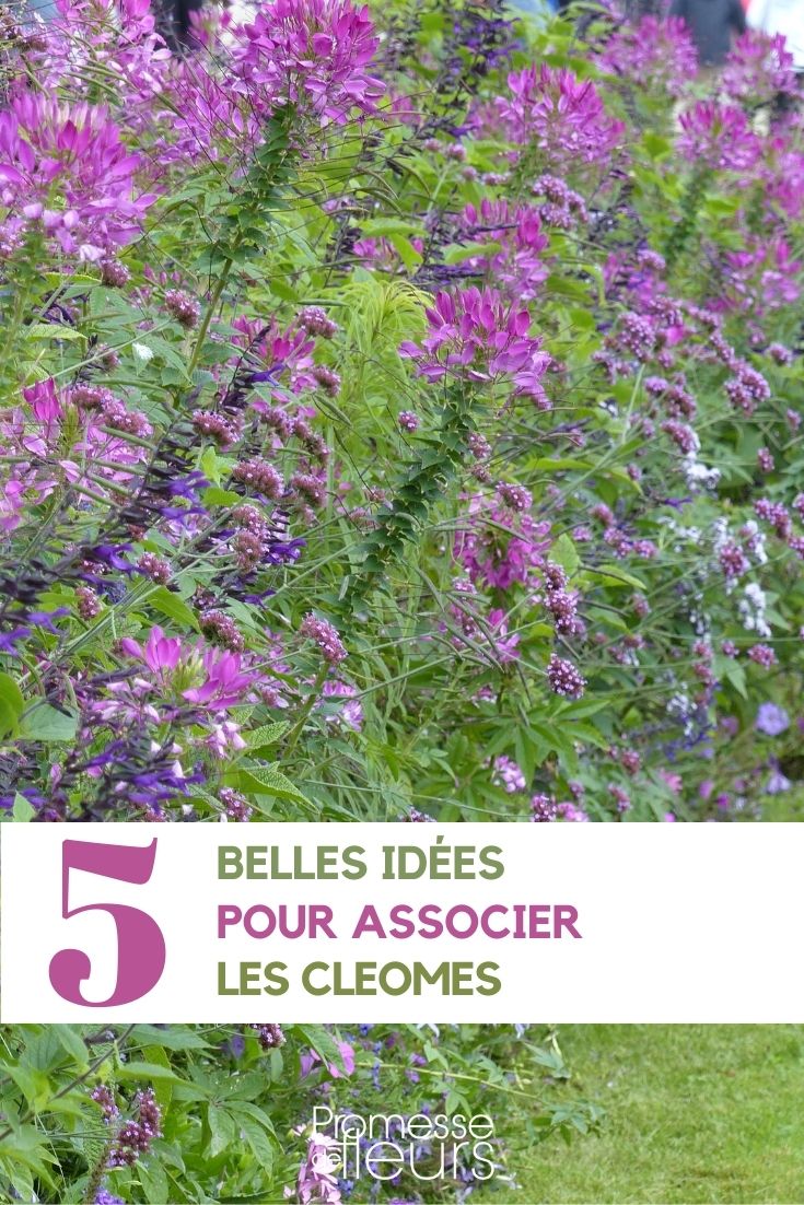 Kombinationen mit Cleome im Garten