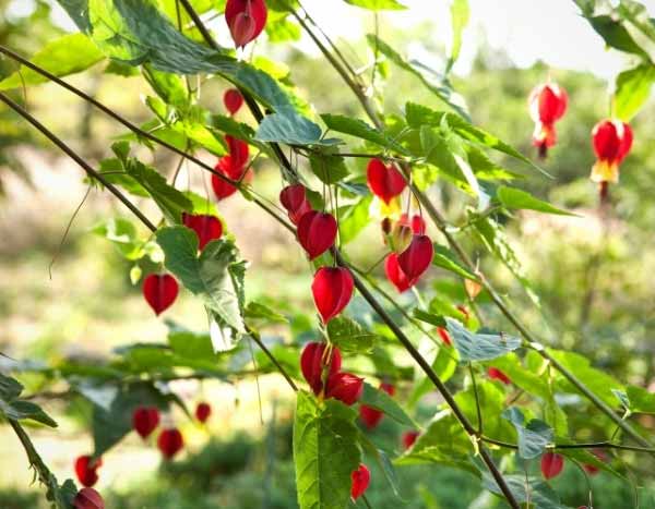 Abutilon vermehren: Stecklinge