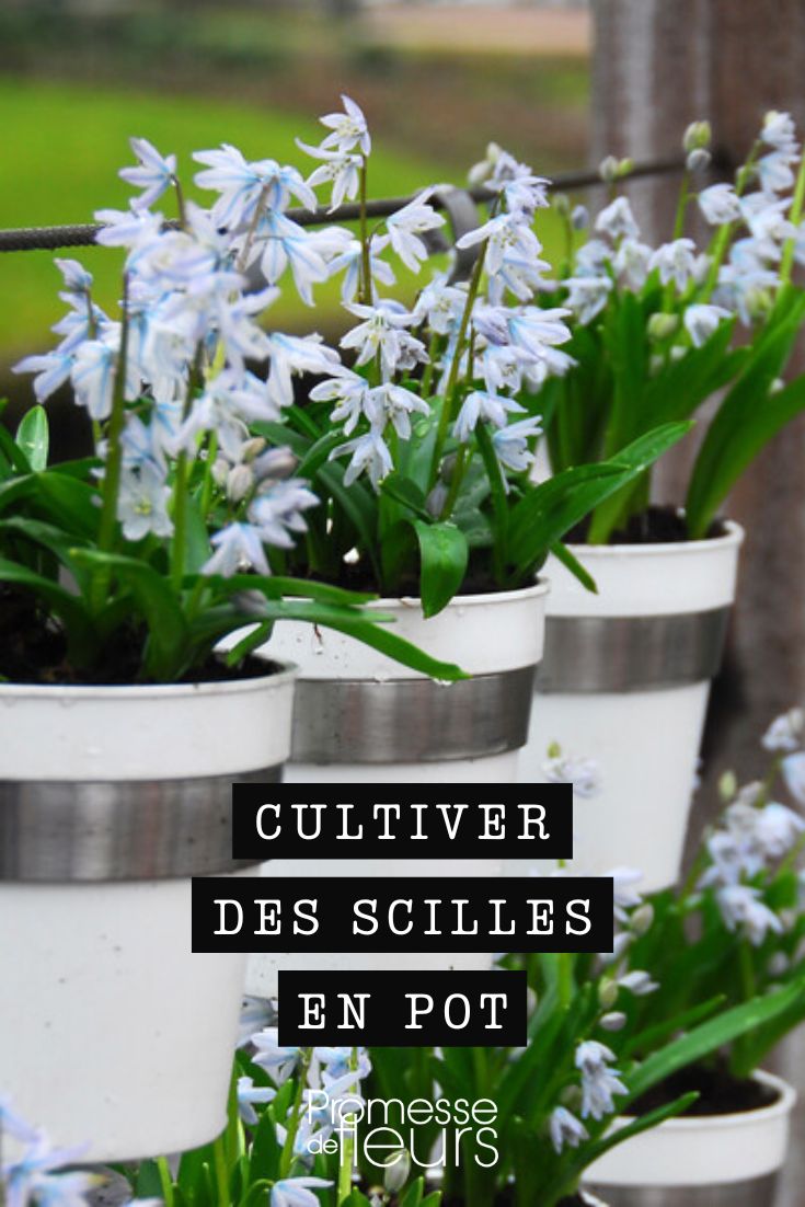 Scilla im Topf oder Pflanzkasten