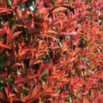 Photinia schneiden: Zeitpunkt und Methode?