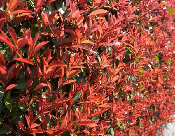 Photinia schneiden: Zeitpunkt und Methode?