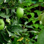 7 Säulenobstbäume für kleine Gärten