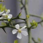 Dekorative, stachelige Pflanzen für originelle Gärten