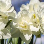 5 Narzissen-Sorten mit weißen Blüten