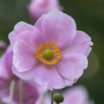 Japan-Herbst-Anemone: Wurzelstecklinge