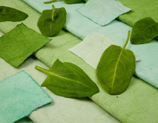 Pflanzenfarben: Wie stellen Sie Naturfarbe aus Gartenpflanzen her?