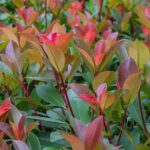 Photinia-Stecklinge ziehen?