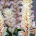 Akanthus im Topf kultivieren