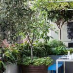 7 Bäume für Topf und Terrasse/Balkon