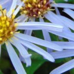Aster im Topf kultivieren