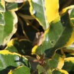 Welche Ölweide für eine Hecke?