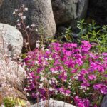 Alpinum anlegen