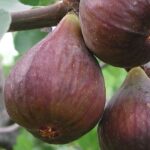 Warum trägt mein Feigenbaum keine Früchte?