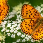 Lieblingsblumen der Schmetterlinge