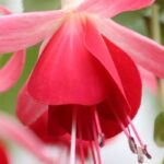 Fuchsien: beste Sorten für den Topf