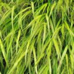 7 Ziergräser mit goldgelbem Laub