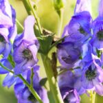 Giftpflanzen in der Natur