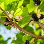 9 Bäume mit dekorativen Früchten