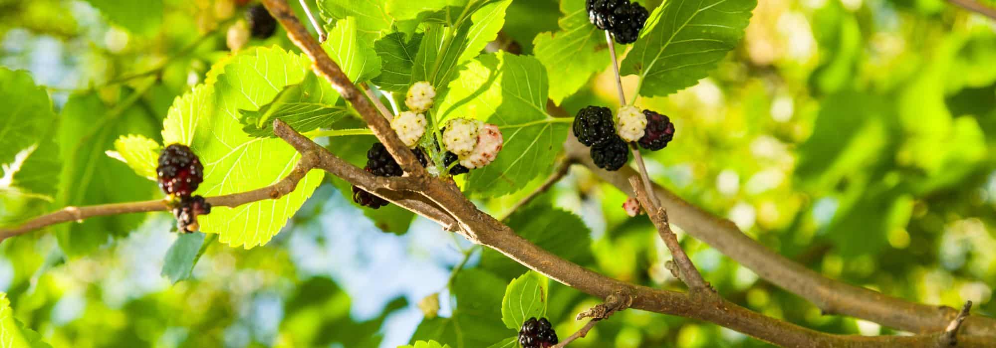 9 Bäume mit dekorativen Früchten