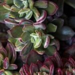 Exotisch und pflegeleicht: Sukkulenten mit Rosetten